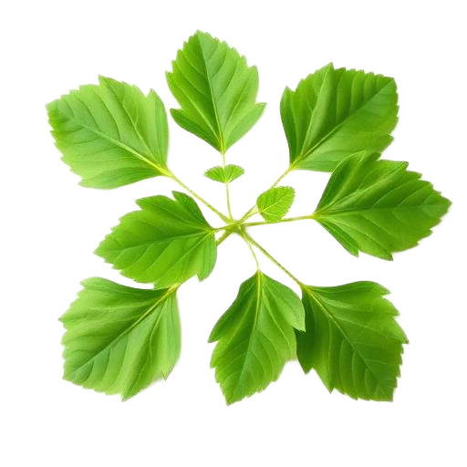 Centella Asiática