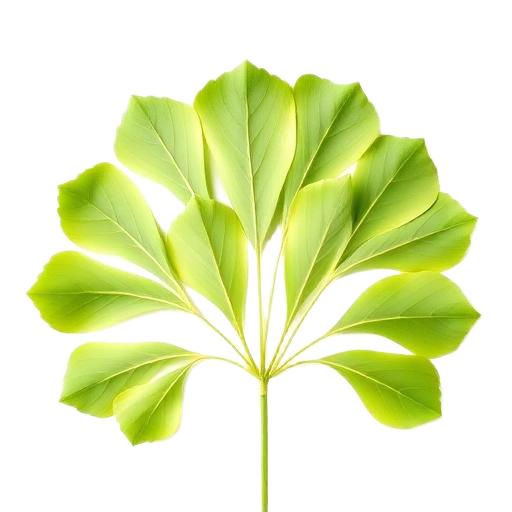 Ginkgo Biloba